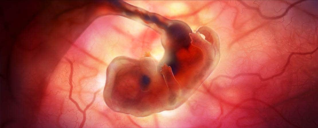 Puppy in womb: week 3-4: size of hazelnut