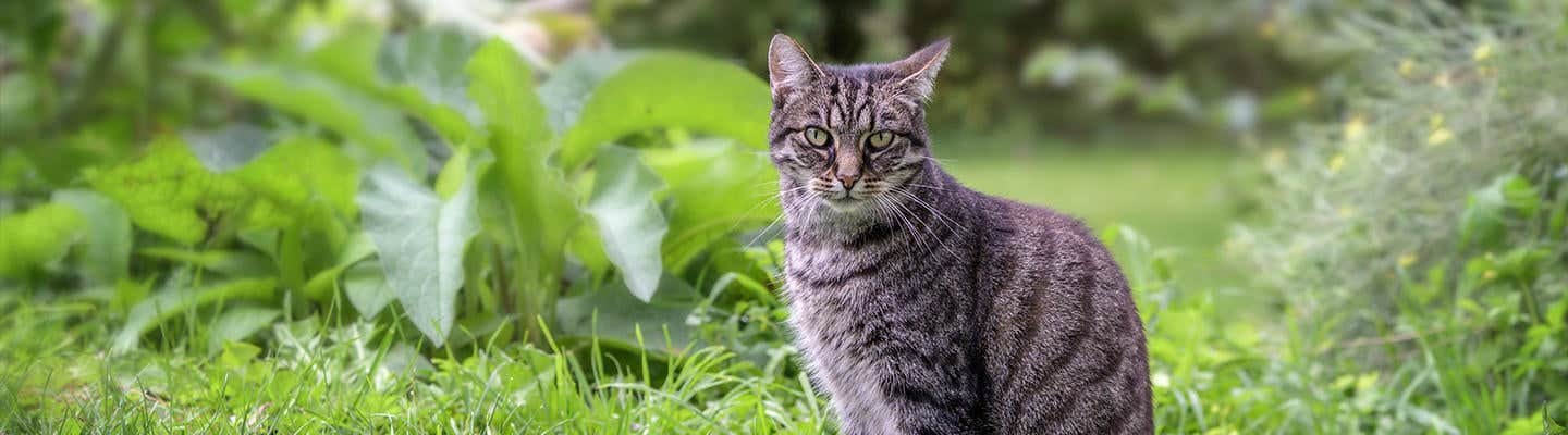 El cuidado del pelaje de tu gato