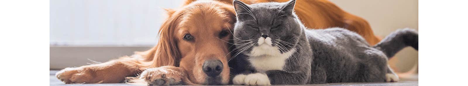 Dog and cat protected from fleas