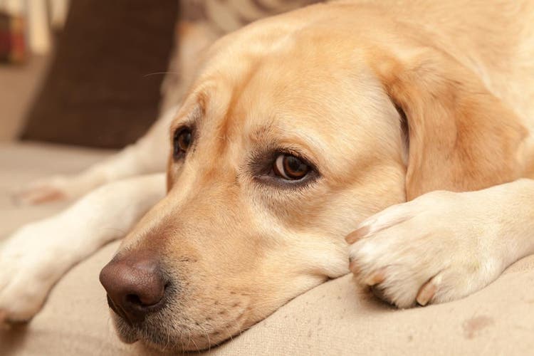 Consejos para pasar la verbena de San Juan con perros o gatos
