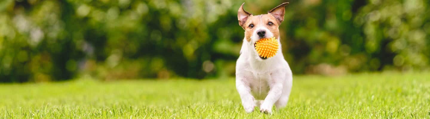 Perro corriendo