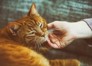 Four Reasons Why Cats Purr