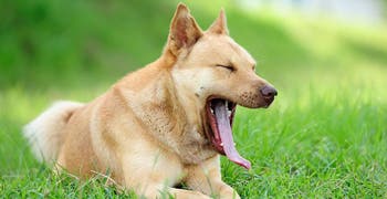 dog-sitting-in-grass-yawning