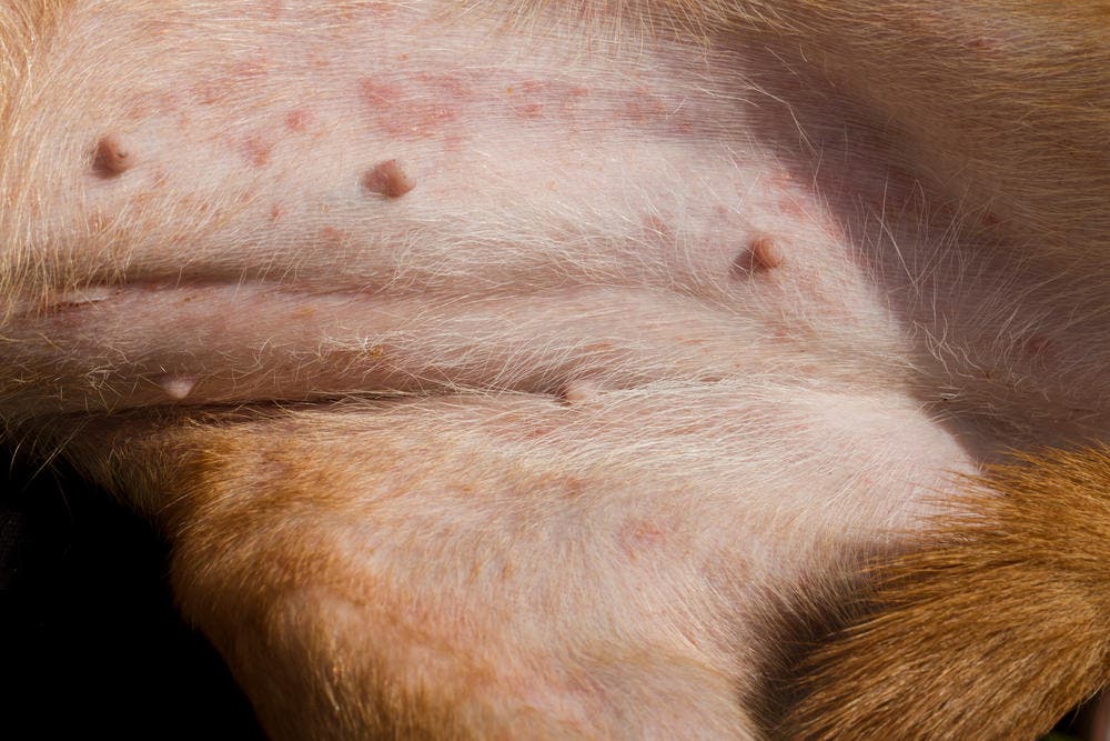 Huidirritatie door vlooienbeten bij een hond