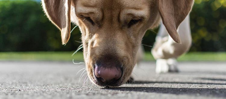 Lys brun labrador hund med lyserød næse sniffer jorden