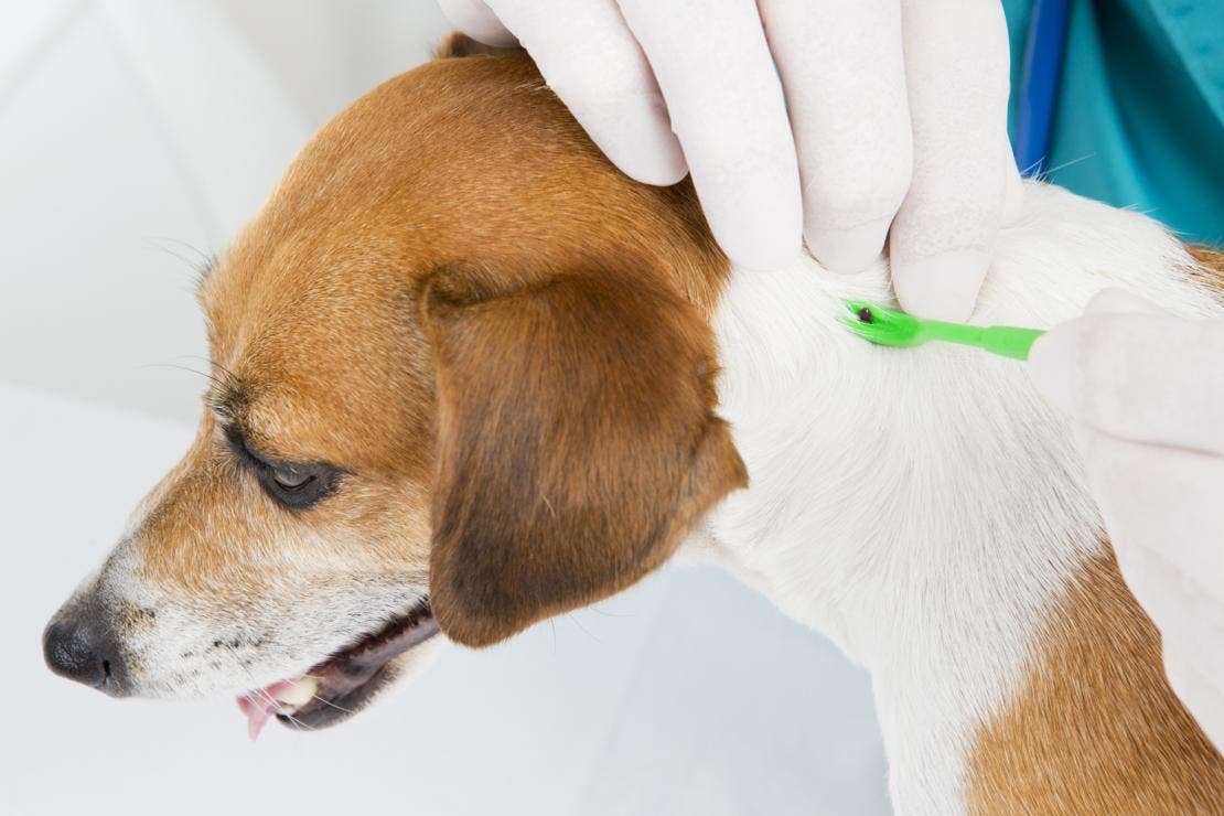 Dog getting tick removed by person with gloves