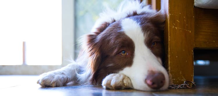 A sad looking Australian Shepard lying on the wood floor behind a couch.