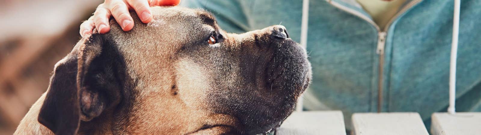 Dog looking unhappy