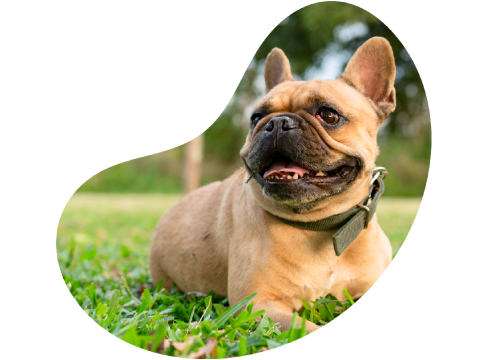 Buldogue francês caramelo de coleira verde deitado no gramado de um parque