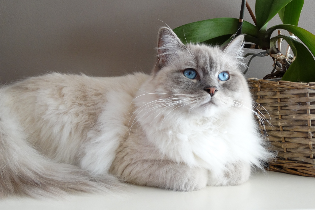 Ragdoll