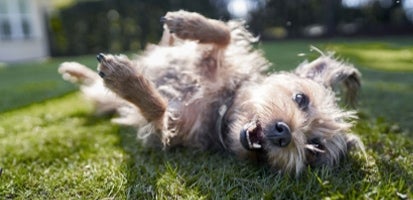  A terrier mix happily rolling in the grass. 