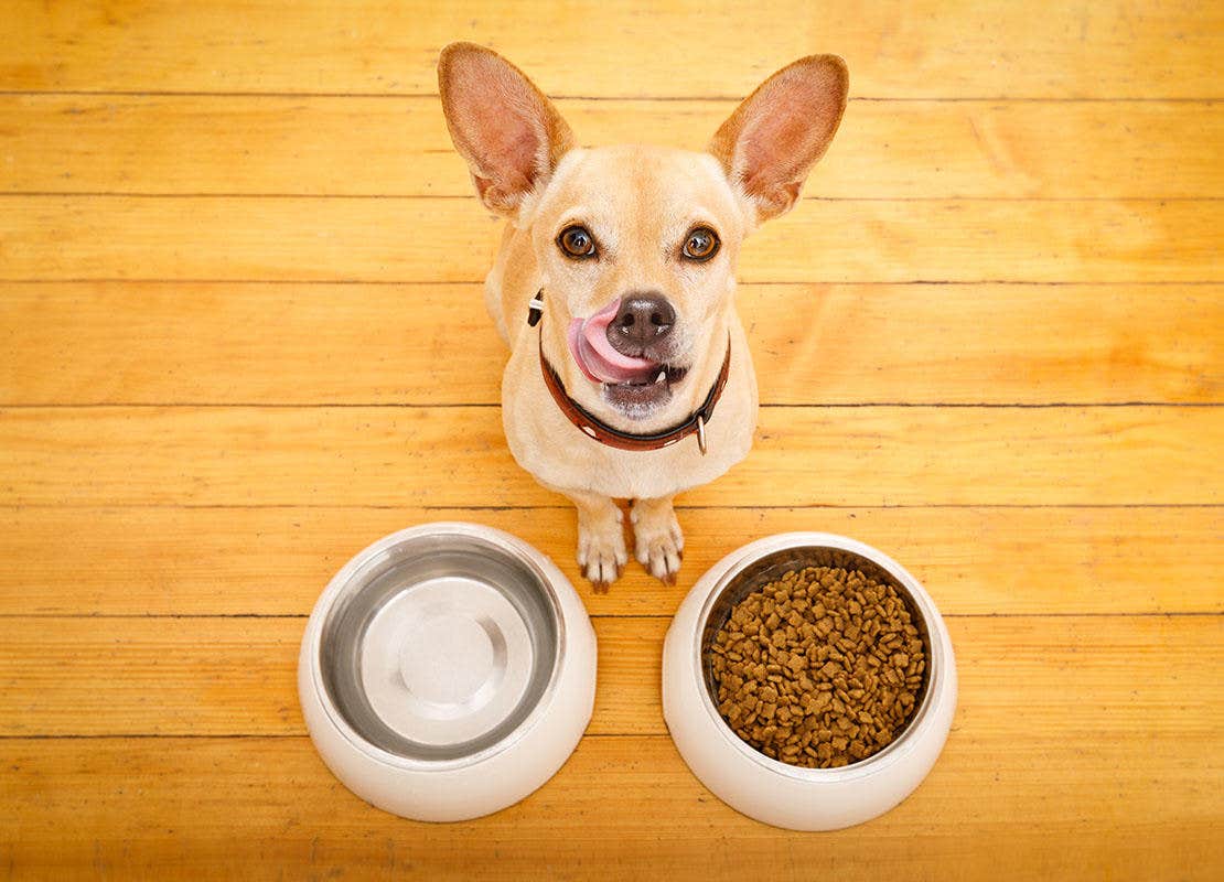 : Chihuahua atras de uma tijela de comida e uma tijela de agua 