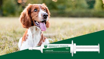 dog at the park with endurosyn oral gel overlay