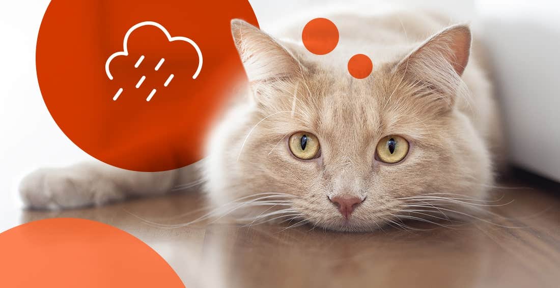 White and light orange depressed cat lying on hardwood floor