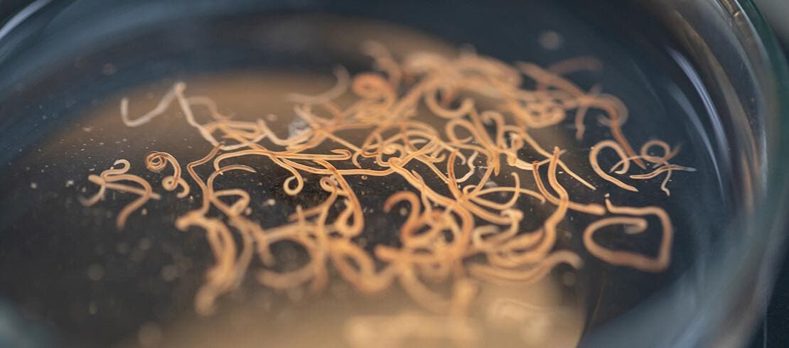 hookworms in petri dish