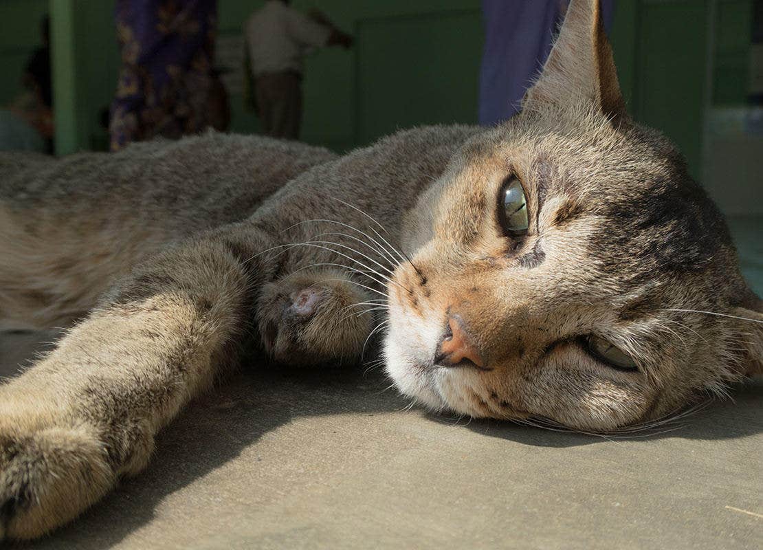 Foto van een oudere grijze kat die naar de camera zit te kijken