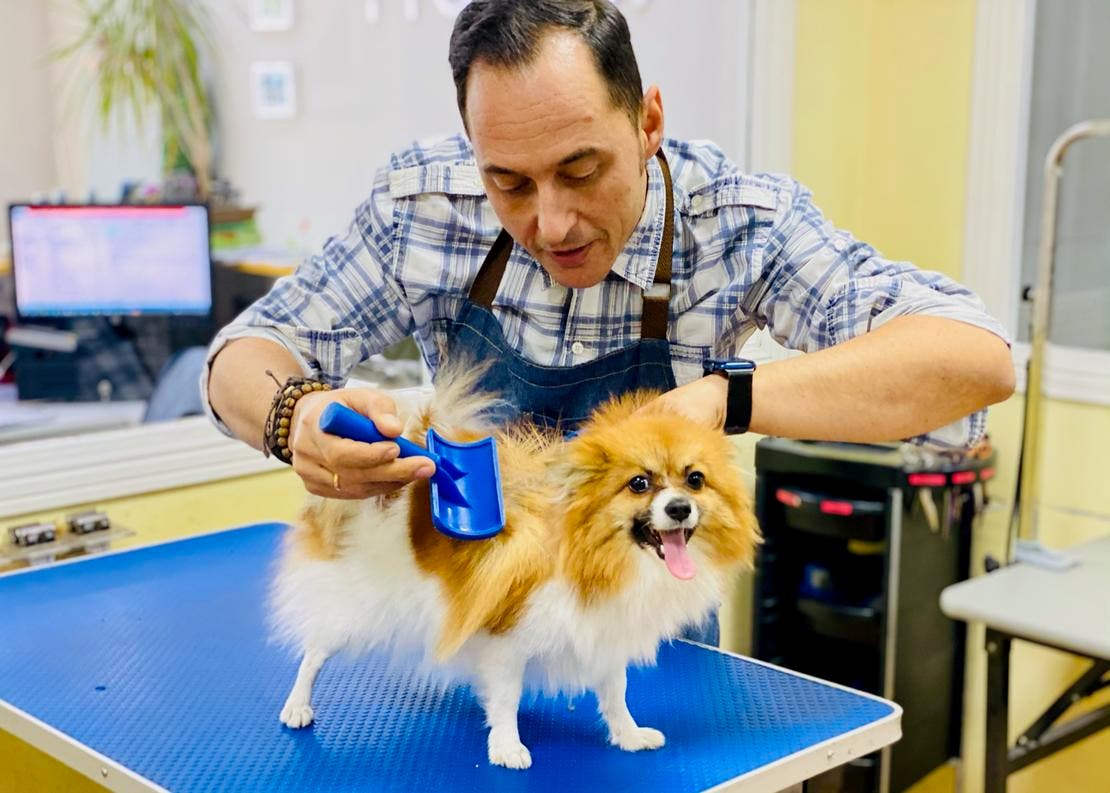 Cepillado pomerania