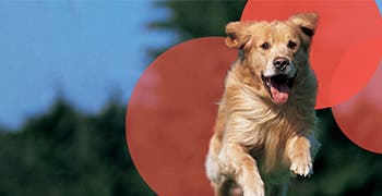 A golden retriever running through a grass field. 