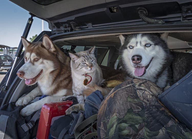 Zwei Huskys und eine siamesiche Katze im Kofferraum voll mit Gepäck