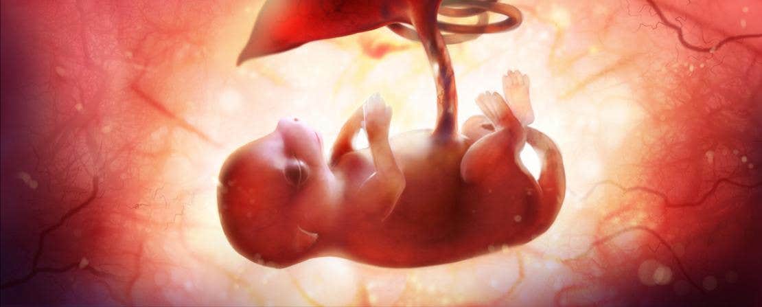 Puppy: week 5-6: I’m a boy 
