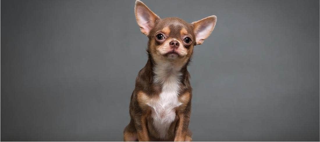 Alla scoperta delle razze canin- il Chihuahua