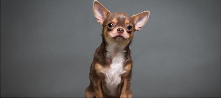 Alla scoperta delle razze canin- il Chihuahua