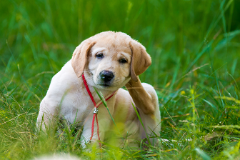 Image of a Labrador scratching in the grass 