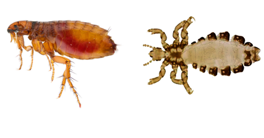 Flea and louse