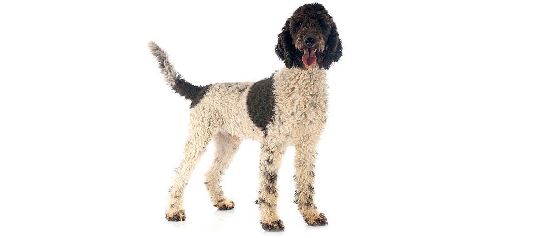 Portuguese water dogs are loyal, affectionate and intelligent companions that don’t shed