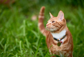 A cat in a field 