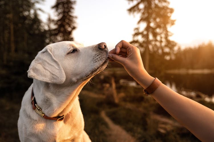 A dog getting a treat 