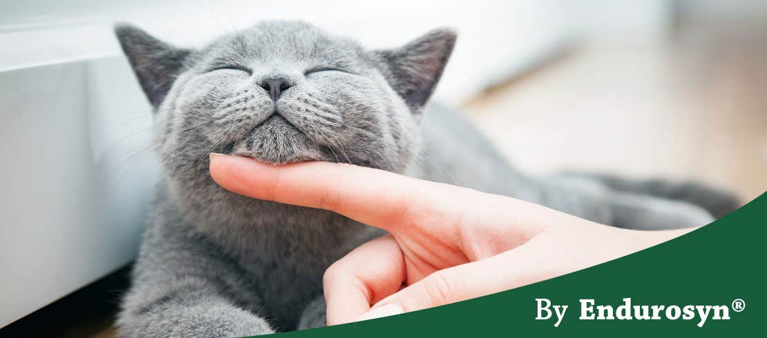 Happy, gray and fluffy cat getting pet under the chin by its owner.