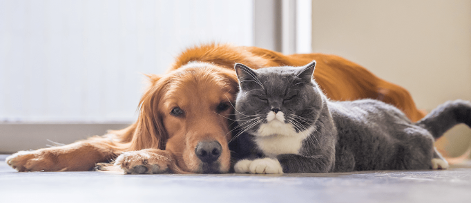 Grå kat og golden retriever hund uden lopper ligger roligt på gulvet