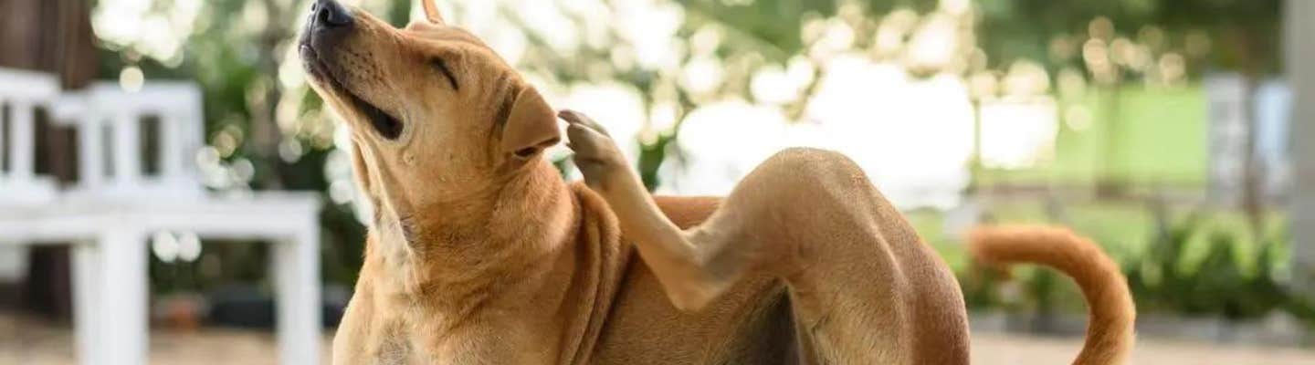 Dog scratching fleas behind ear