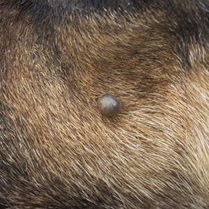 Skin tag on dog