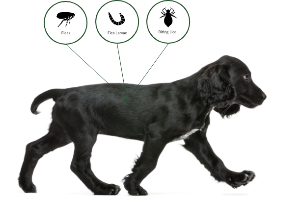Bild eines schwarzen Hundes, durch Advantage Spot-on geschützt vor Flöhen, Flohlarven, Haarlingen 