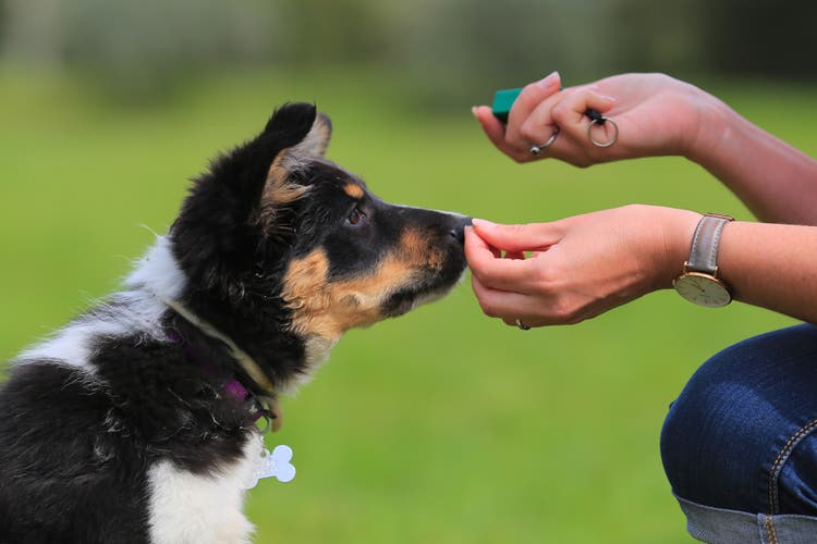 Puppy learning trick from owner