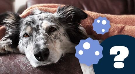 A dog lying under a blanket