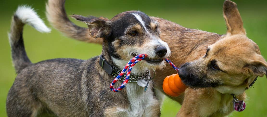 2 Jack Russel terriers are playing with a toy on an open grass field.
