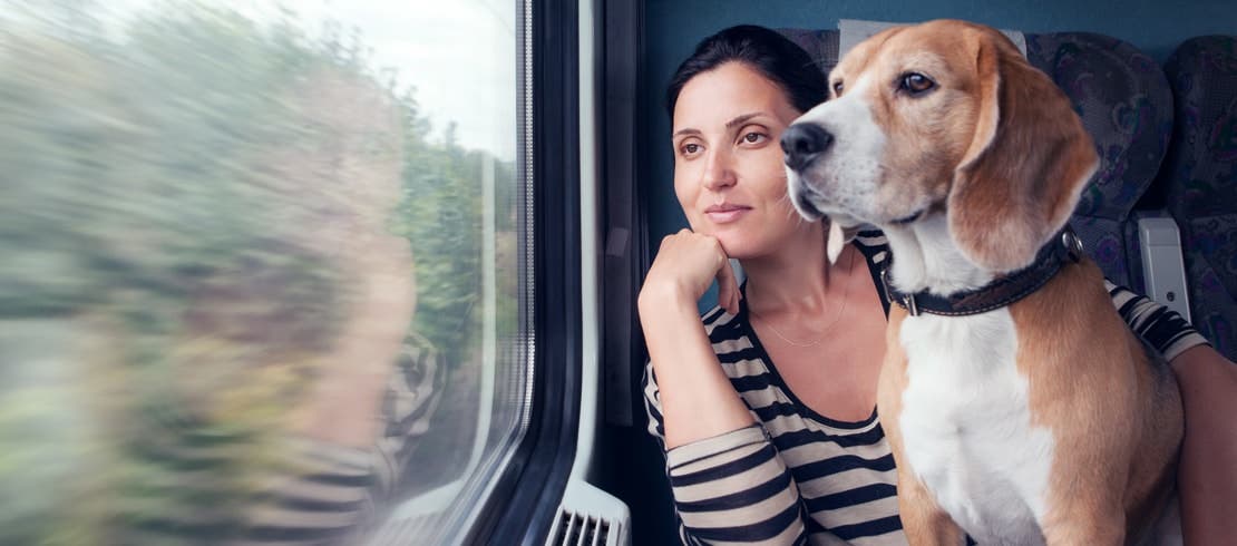 A beagle looking out of a train window with owner.