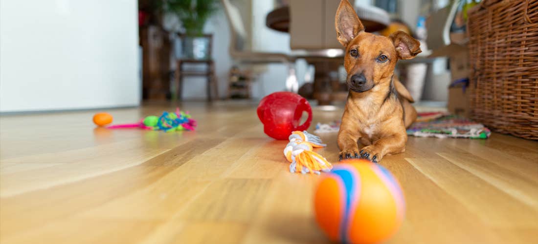 Fyra nya trick att lära din hund