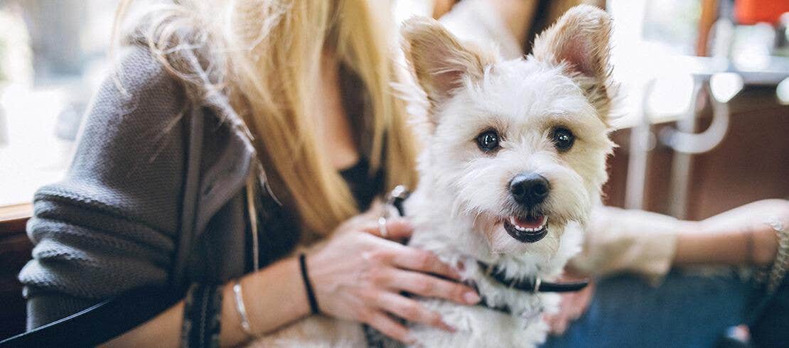 Yorkshire terrier najlepszy pies do małych domów