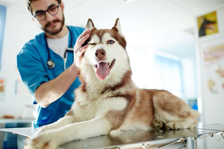 dog for routine check up