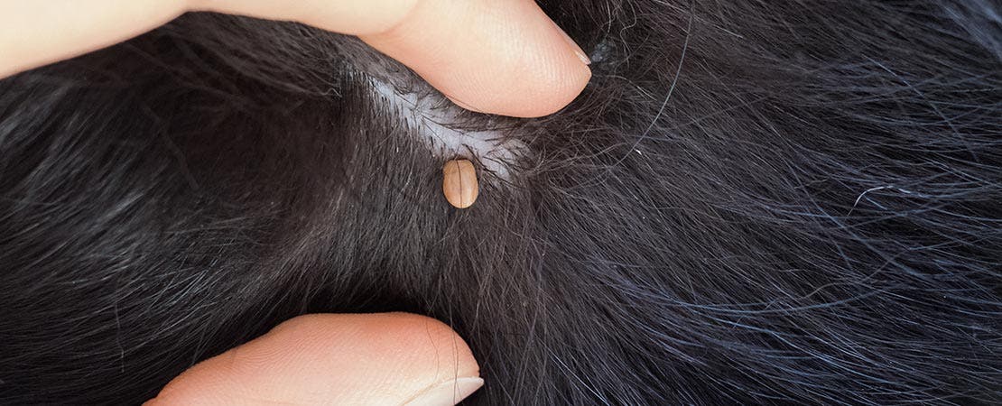 A tick on skin of black dog