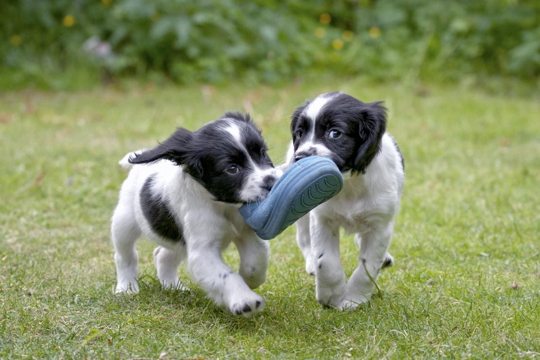 Two puppies playing with a shoe