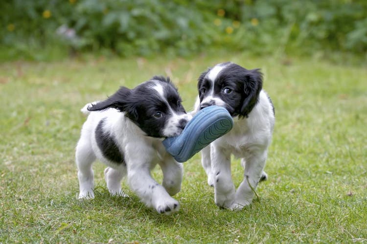 Two puppies playing with a shoe