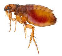 Imagen amplificada de una pulga