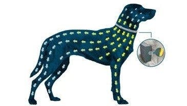 Grafik Hund mit Seresto-Halsband gegen Zecken und Flöhe – geschützt vor Flöhen und Zecken. 