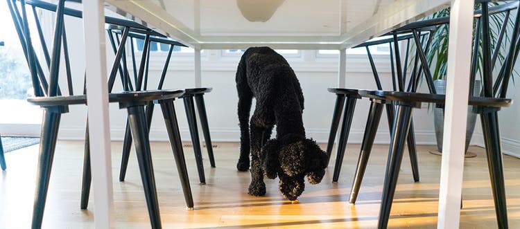 A black dog sniffing for human food under the table