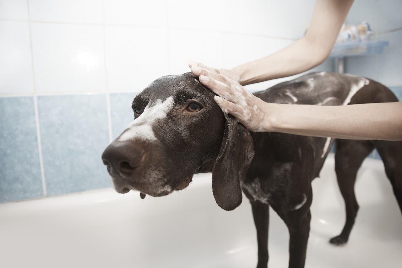 Immagine di come lavare il cane